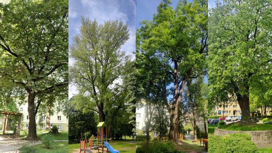 Lubelskie drzewa u „lekarza”. Czeka je specjalistyczne leczenie 