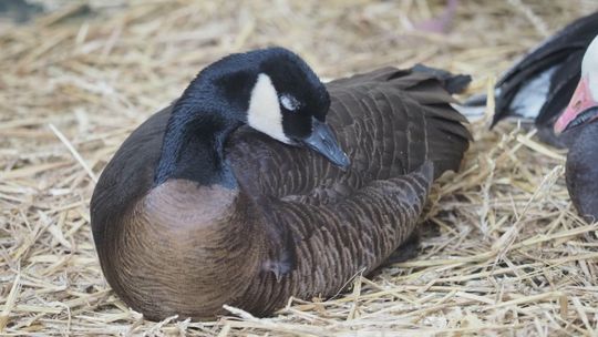 Lubelskie. Duże ognisko ptasiej grypy. Blisko 40 tysięcy kaczek do wybicia