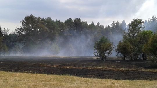 Lubelskie: Duży pożar lasu. Strażacy walczą z ogniem, pomagał samolot gaśniczy