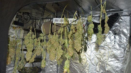 Lubelskie. Dwóch młodych mężczyzn i suszarnia marihuany