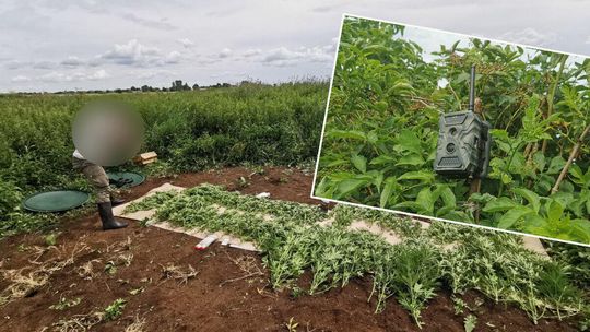 Lubelskie. Fotopułapka w gęstym polu. Nie była tam przypadkowo