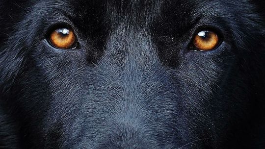 Lubelskie. Jego własne psy zagryzły mu matkę