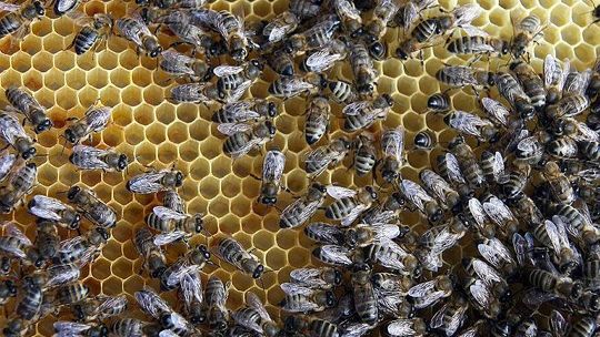 Lubelskie: Jest miód z kopru, będzie z rumianku