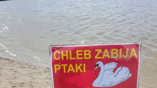 Lubelskie: Karmisz kaczki i łabędzie chlebem? To przestań, bo możesz je zabić