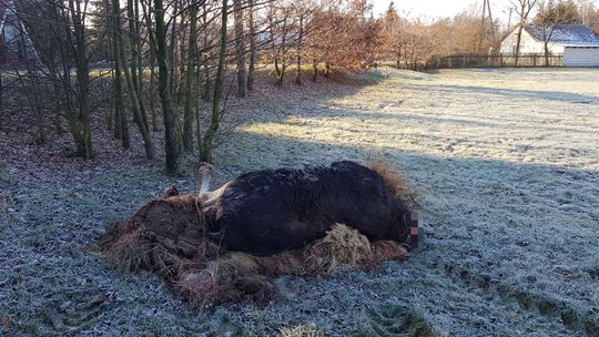 Lubelskie: Kłusownicy bestialsko zabili łosia i teraz sami są tropieni