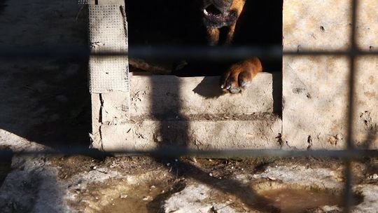 Lubelskie. Kolejna śmiertelna ofiara pogryzienia przez psa