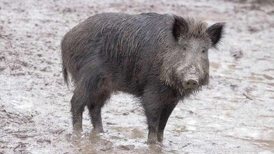Lubelskie: Kolejne dziki z groźnym wirusem