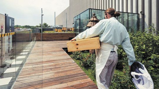 Lubelskie: Kolejne miasto może mieć swoje pszczoły