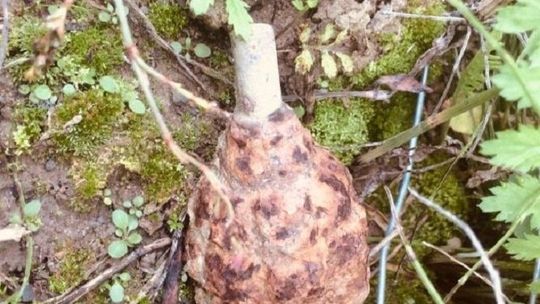 Lubelskie: Kopał i się dokopał. Znalazł granat, którym zajęli się saperzy