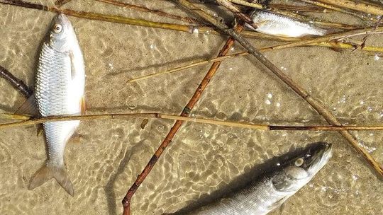 Lubelskie: Kto wytruł ryby w zalewie? "To wielka tragedia, której skali nie sposób dziś oszacować"