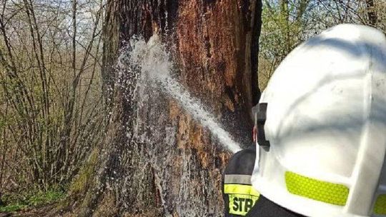 Lubelskie: Ktoś podpalił Dąb miłości. Leśnicy założą monitoring 