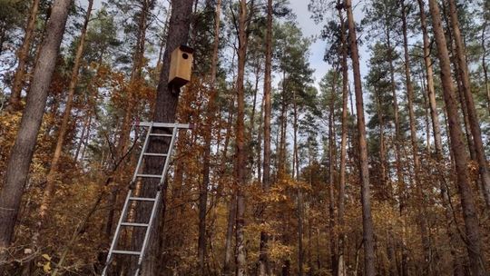 Lubelskie lasy gotowe na nowych lokatorów