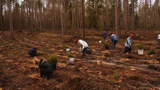 Lubelskie: Leśnicy posadzą prawie 21 mln drzew