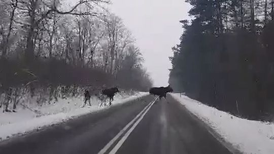Lubelskie: Łosie spacerowały po szosie. "Zatrzymałam się, żeby podziwiać te piękne zwierzęta"