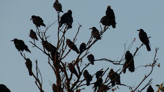 Lubelskie. Mają problem z krukami. Apel radnych do prezydenta RP i premiera