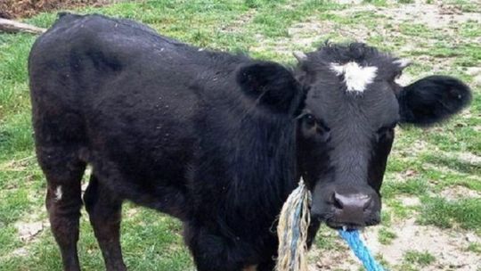 Lubelskie. Mandat za niesfornego cielaka. Co zrobił?