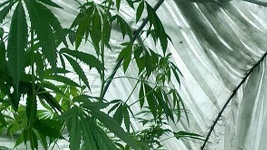 Lubelskie. Miały być warzywa, a przyszła policja i znalazła 2-metrowe okazy