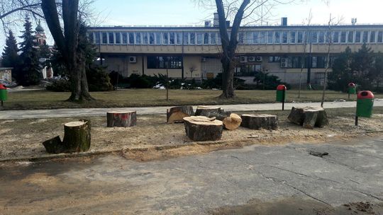 Lubelskie: Mieszkańcy cieszyli się z planów rewitalizacji. A potem zobaczyli ile wycięto drzew