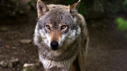 Lubelskie. Myśliwi ostrzegają, że w okolicy wsi są wilki. Wójt: spokojnie