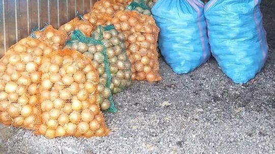 Lubelskie. Na akcję wychodzili nocami. Ukradli pół tony cebuli