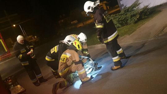 Lubelskie. "niebezpieczne zwierzę atakuje ludzi", a ono tylko odganiało się od gapiów