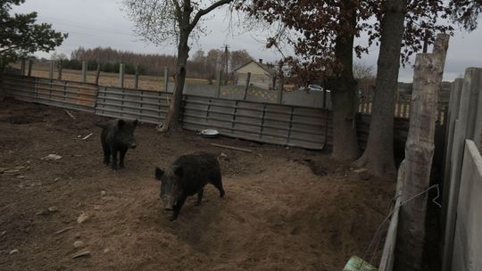 Lubelskie. Nielegalna hodowla dzików. Teraz chcą je zabić