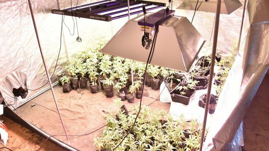 Lubelskie. Nielegalna plantacja w mieście. Cztery osoby tymczasowo aresztowane