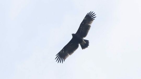 Lubelskie: Nietypowy gość na niebie. Wcześniej go tu nie było