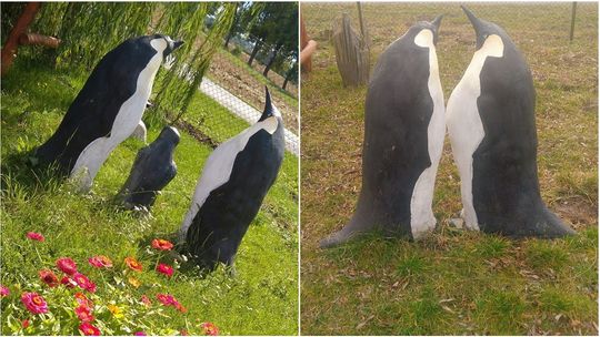 Lubelskie: Nieudana próba kradzieży dwóch pingwinów. Wcześniej zaginął mały pingwin