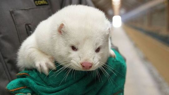 Lubelskie. Norki na kwarantannie z powodu koronawirusa