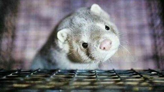 Lubelskie. Norki z koronawirusem. Tysiące zwierząt na śmierć, ludzie na kwarantannę