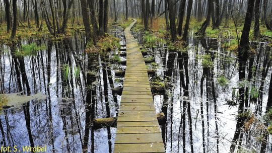 Lubelskie: "Nowa kopalnia węgla zniszczy park". Naukowcy piszą do ministra