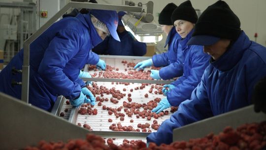 Lubelskie. Nowa przetwórnia owoców ekologicznych pod Biłgorajem