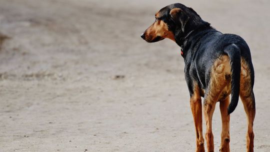 Lubelskie. „Obawiał się o swoją suczkę”, to zatłukł psa sąsiada