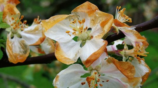 Lubelskie. Ostrzeżenie pogodowe ważne dla rolników i działkowców