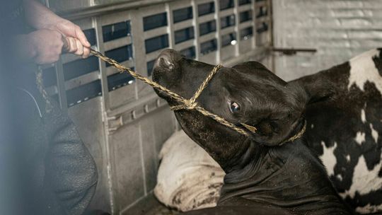 Lubelskie. Otworzyli przypadkową ciężarówkę, a w środku zwierzęcy horror