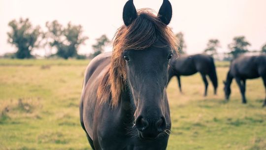 Lubelskie: Padły koń najpierw zakopany, potem odkopany. Co się wydarzyło?