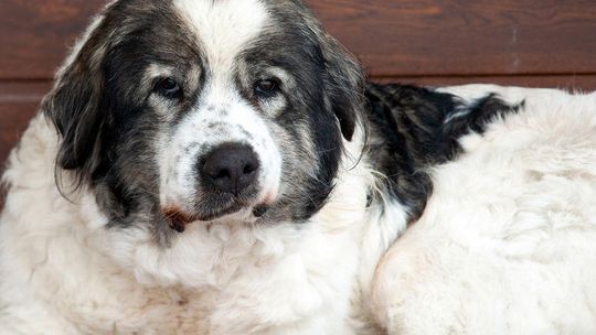 Lubelskie: Pies konał przed kościołem, w którym trwała msza. Ksiądz stanie przed sądem