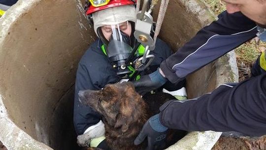 Lubelskie: Piesek uwięziony 15 metrów pod ziemią. Tylko oni mogli go uratować [zdjęcia]