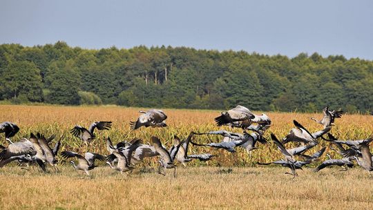 Lubelskie: Po bocianach zostały już tylko puste gniazda. Żurawie też szykują się do odlotu