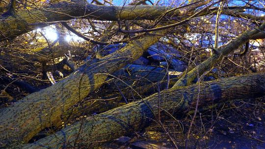 Lubelskie: Połamane gałęzie, zerwane dachy. Ponad 100 interwencji strażaków w związku z wichurą