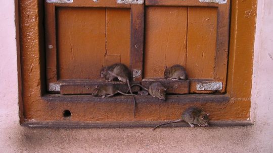 Lubelskie. Polowanie ze strzelbą na szczury. Matka bardzo poważnie zraniła swoją córeczkę