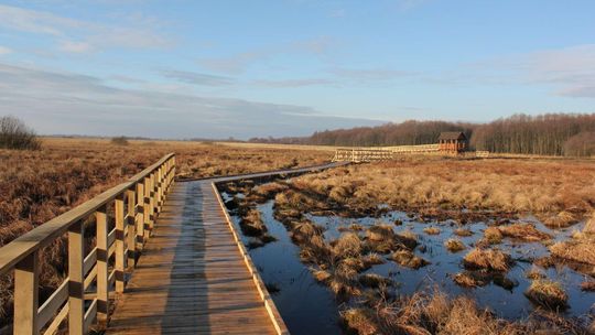 Lubelskie: Pomysły na majówkę 2018. Ptaki, żółwie i mokradła
