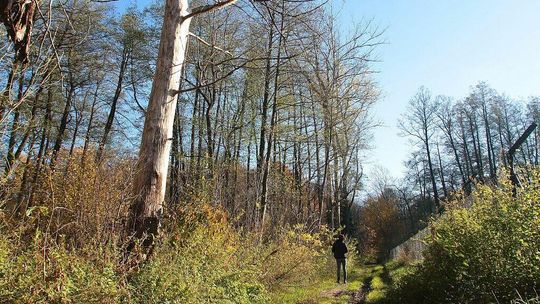 Lubelskie. Ponad 100 drzew do wycinki? Ma to związek ze wczesnośredniowiecznym grodziskiem