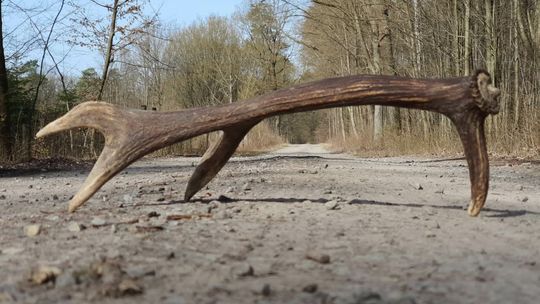 Lubelskie. Poroże pilnie poszukiwane. „Niestety często dochodzi do patologii”
