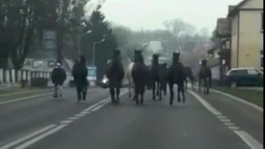 Lubelskie: Poszły konie w miasto. Kierowcy w szoku: "Ty, ale wiedzą gdzie biec" [wideo]