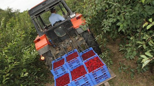 Lubelskie: Przy zbiorach owoców pracują głównie Ukraińcy