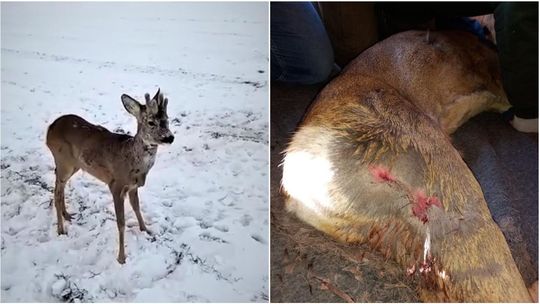 Lubelskie: Psy zaatakowały młodego koziołka. Uratował go leśniczy