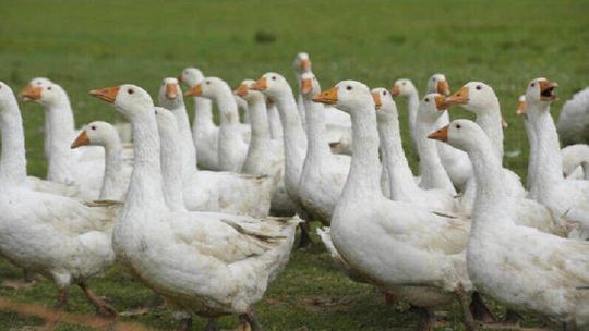 Lubelskie. Ptasia grypa znów atakuje