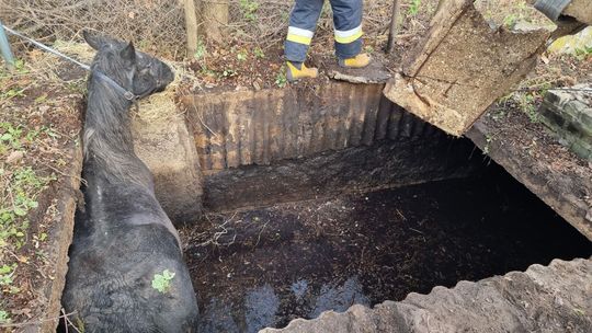 Lubelskie. Ratunkowa akcja Straży Pożarnej. Wyciągali konia z szamba